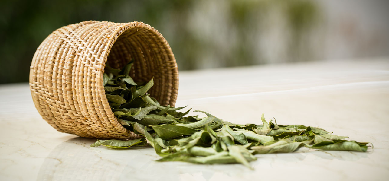 Benefits of Curry Leaves - Keep Safe Distance from Cancer | AlphaGirl  Reviews